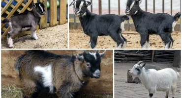 Popis a dojivost kamerunských koz, podmínky jejich chovu